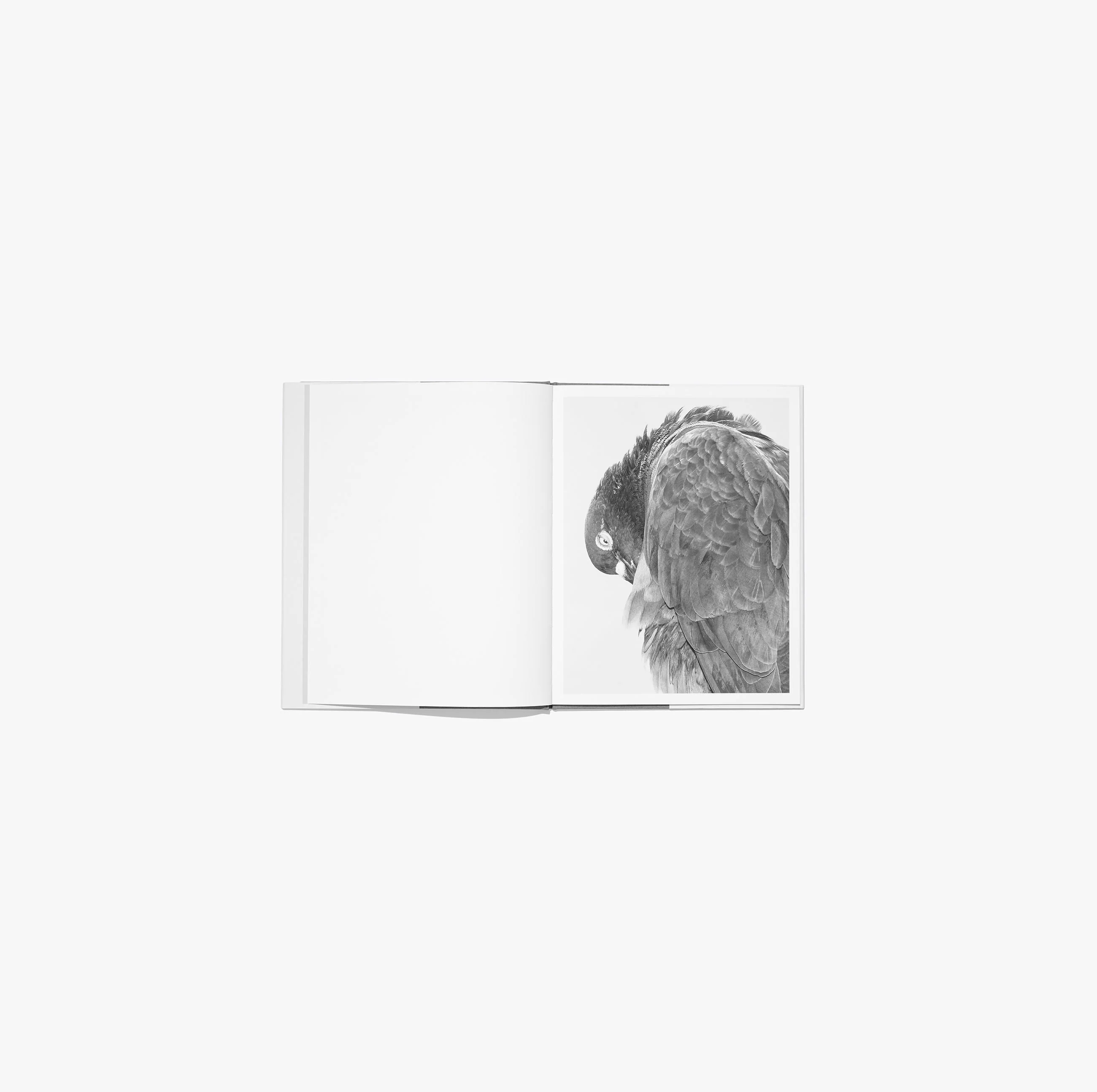 N°11 - Mårten Lange - Image 4